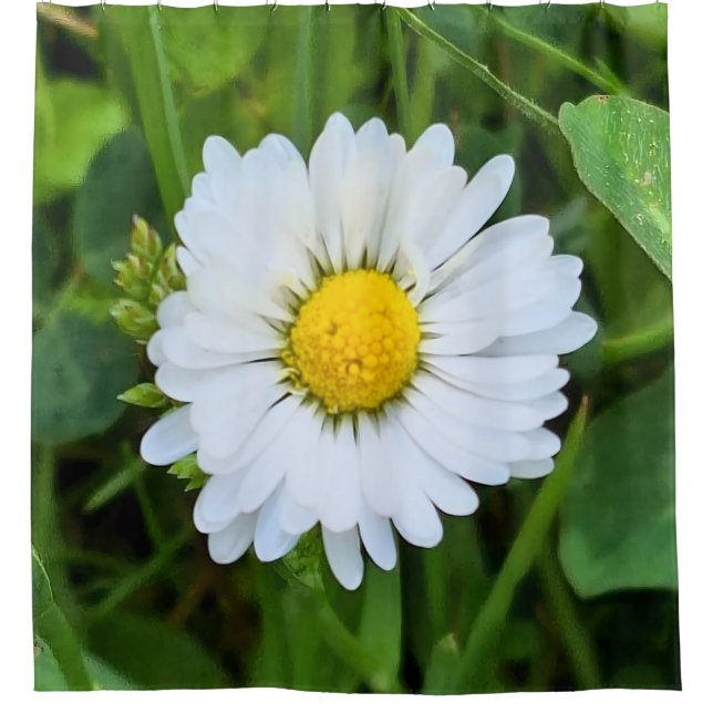Wild Flower Romania – Botanical Macro Photography (Front)