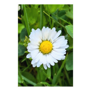 Wild Flower Romania – Botanical Macro Photography Photo Print