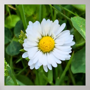 Wild Flower Romania – Botanical Macro Photography Poster