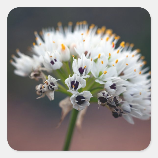 Wild Flower Square Sticker (Front)