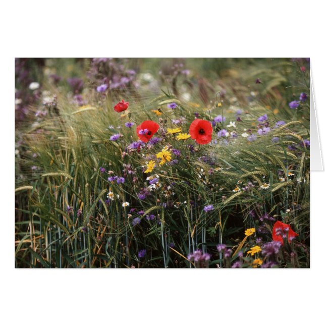 Wild flowers (Front Horizontal)