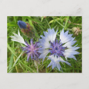 Wild Flowers: Blue Cornflowers DIY Postcard