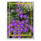 Wild flowers Card