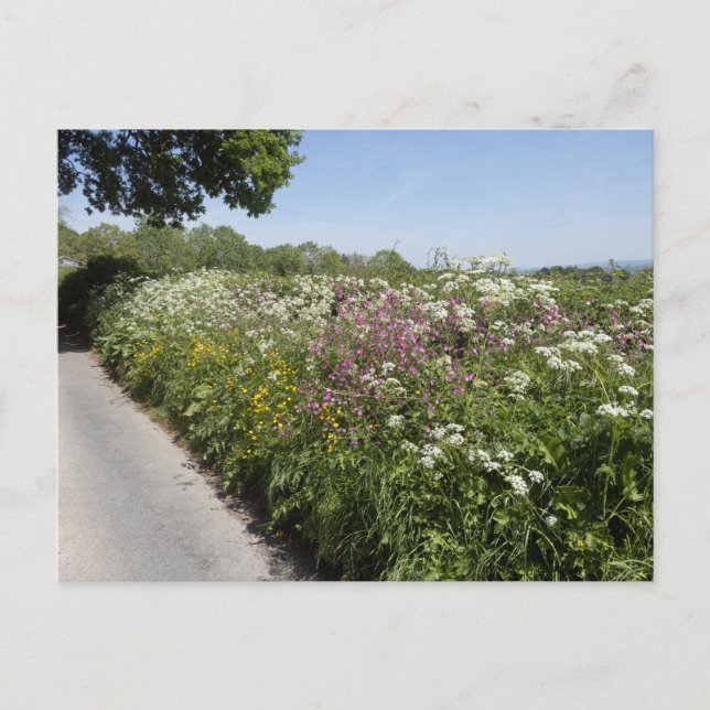 Wild flowers Herefordshire Postcard (Front)