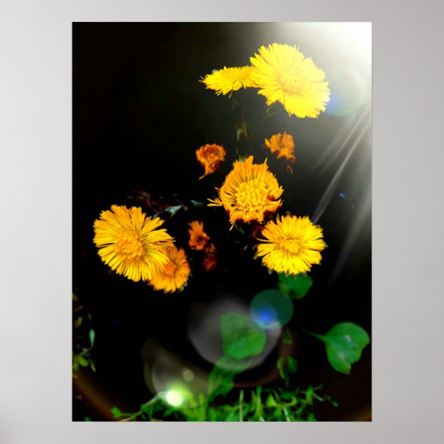 Wild flowers in the sunshine poster (Front)