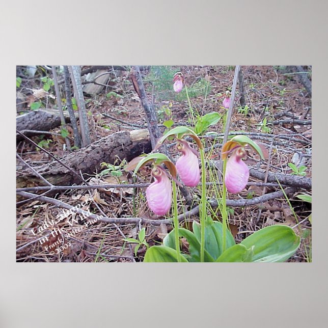 Wild Flowers Lady Slippers Poster (Front)