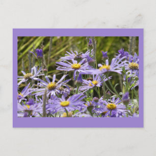 Wild Flowers: Michaelmas Daisies DIY Postcard