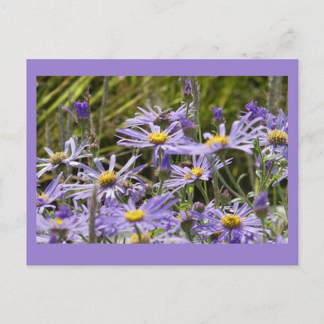 Wild Flowers: Michaelmas Daisies DIY Postcard (Front)