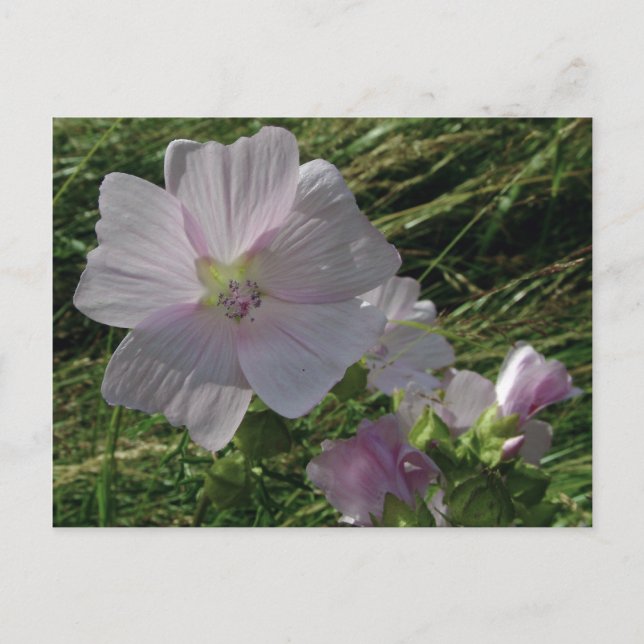 Wild Flowers No. 3 | Postcards (Front)