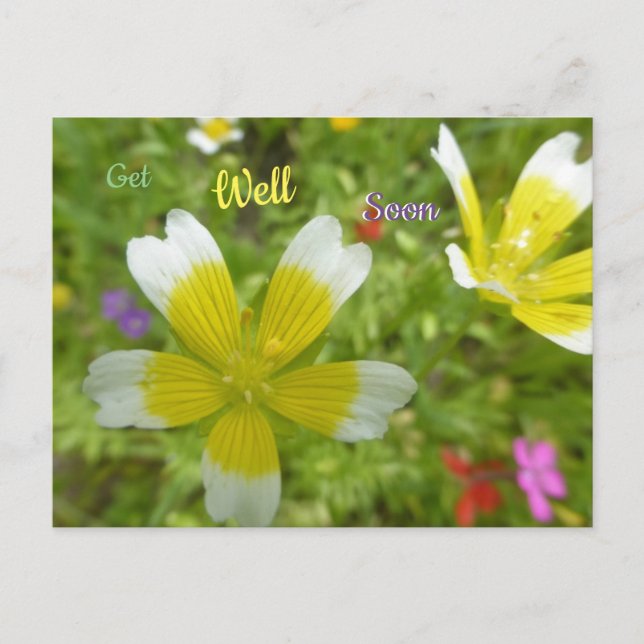Wild Flowers: White Yellow Get Well Soon Postcard (Front)