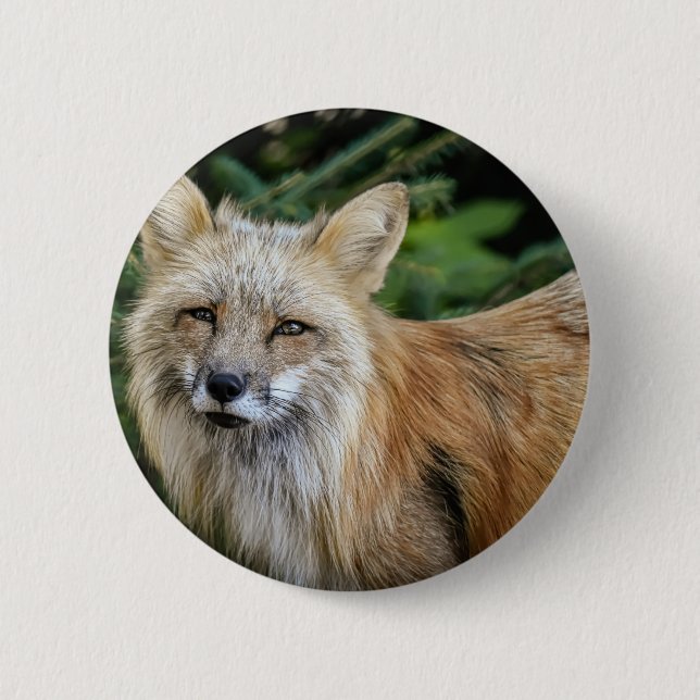 Wild Fox 2 Inch Round Button (Front)