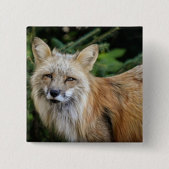 Wild Fox 2 Inch Square Button (Front)