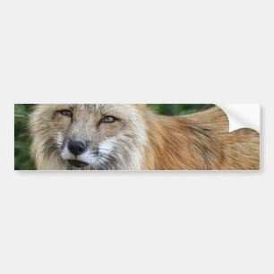 Wild Fox Bumper Sticker