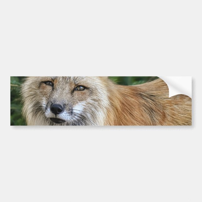 Wild Fox Bumper Sticker (Front)