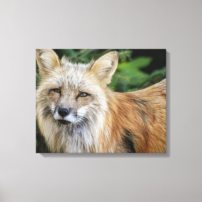 Wild Fox Canvas Print (Front)