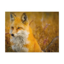 Wild Fox in the  Forrest