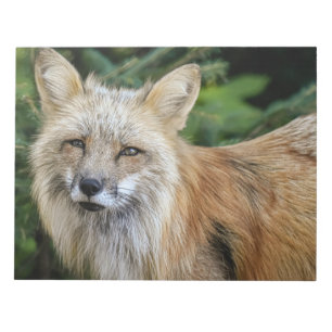 Wild Fox Notepad