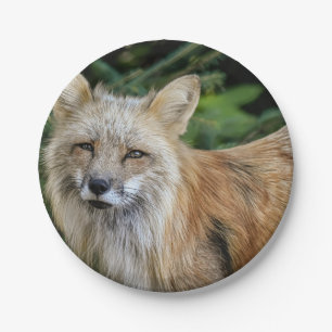 Wild Fox Paper Plate