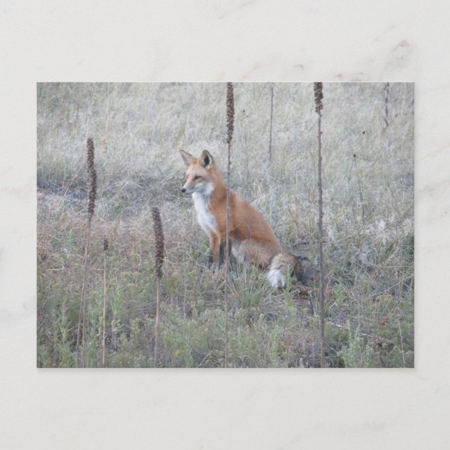 Wild Fox Postcard (Front)