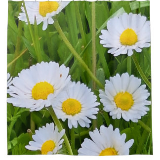 Wild Garden Flowers Romania – Nature Photography