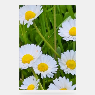 Wild Garden Flowers Romania – Nature Photography Acrylic Sign