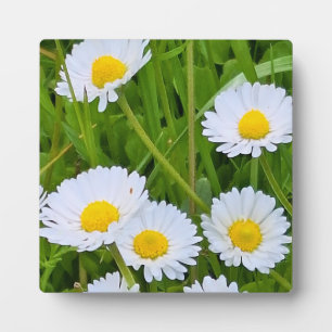 Wild Garden Flowers Romania – Nature Photography Plaque