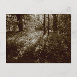 Wild Garlic in the Woods - Sepia Toned Postcard