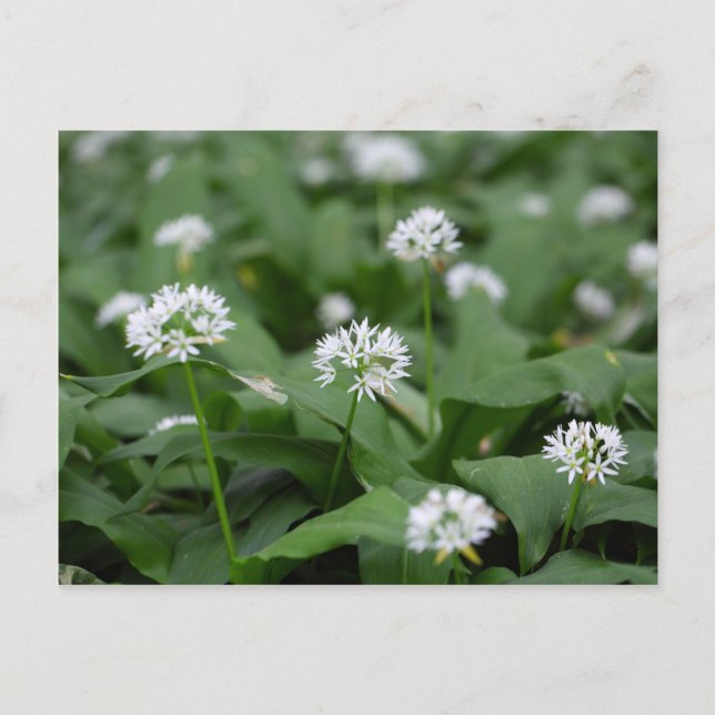 Wild garlic or ramsons Allium ursinum Postcard (Front)