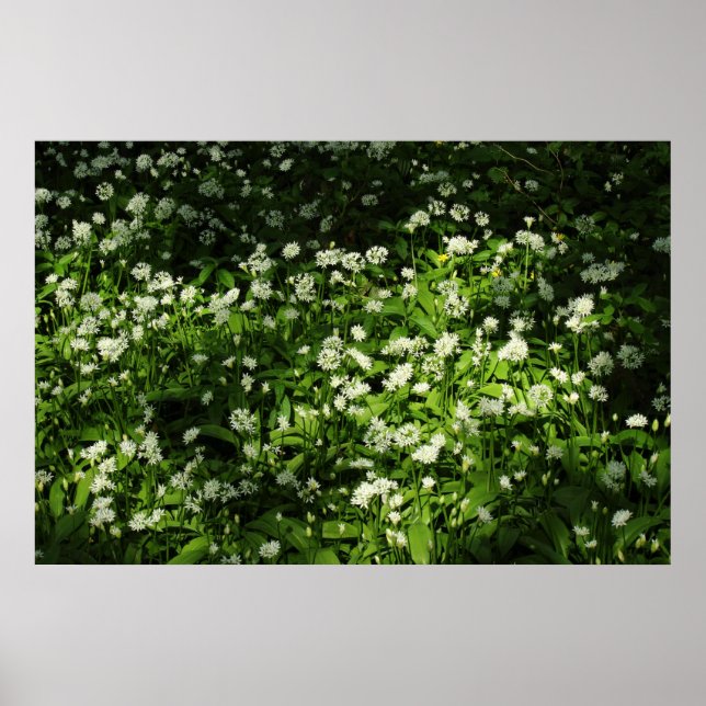 Wild Garlic Poster (Front)
