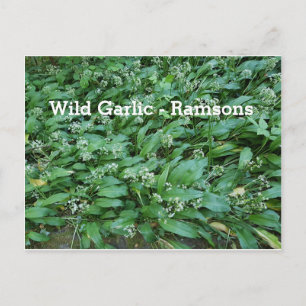 Wild Garlic - Ramsons Postcard