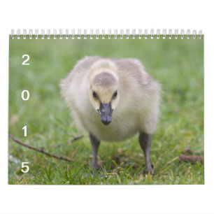 Wild Geese 2015 - Goose Calendar