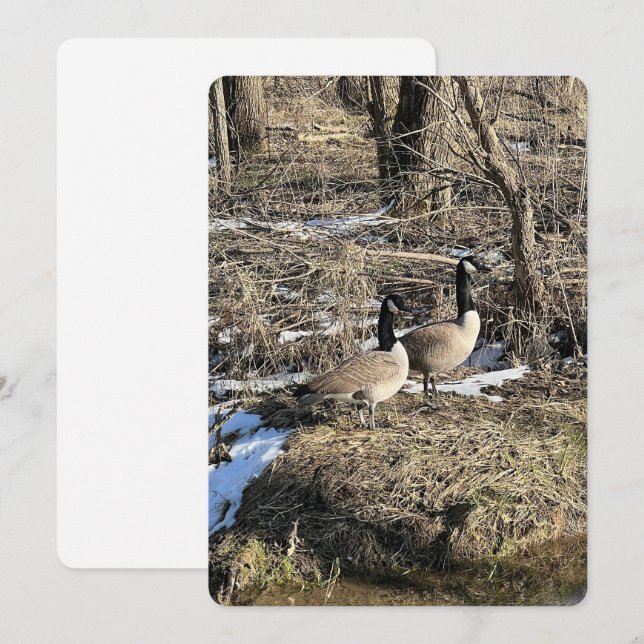 Wild Geese Holiday Card (Front/Back)