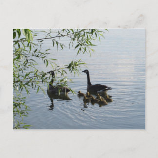 Wild Geese Postcard