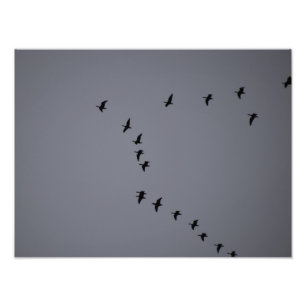 Wild Geese's  Photo Print