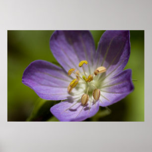 Wild Geranium Poster