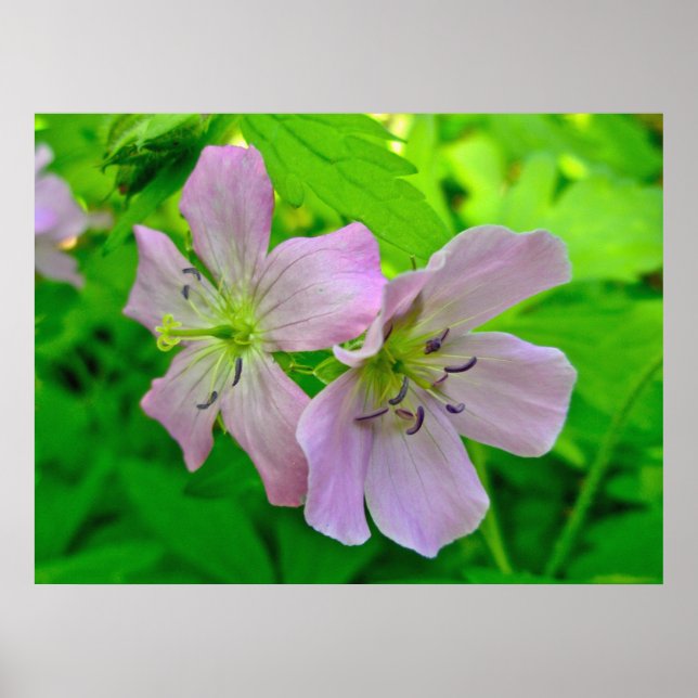 Wild Geranium Series Matching Items Poster (Front)