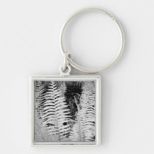 Wild giant leather fern, Florida, USA. Keychain