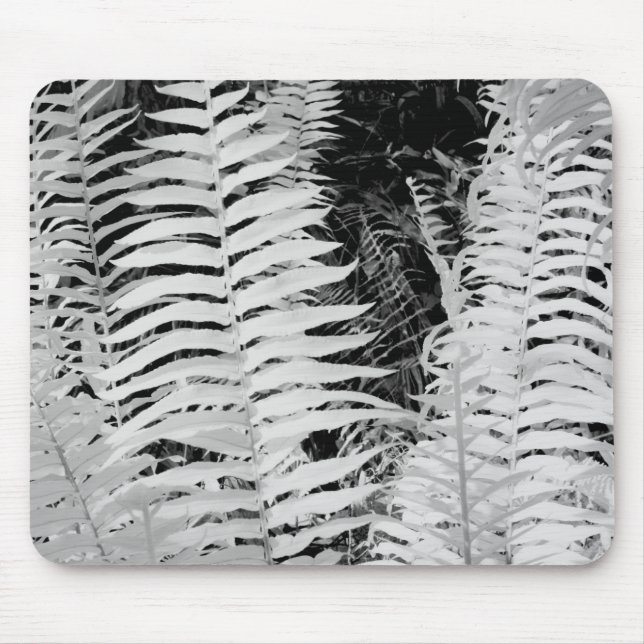 Wild giant leather fern, Florida, USA. Mouse Pad (Front)