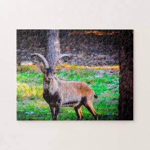 Wild Goat in Nevada. Jigsaw Puzzle