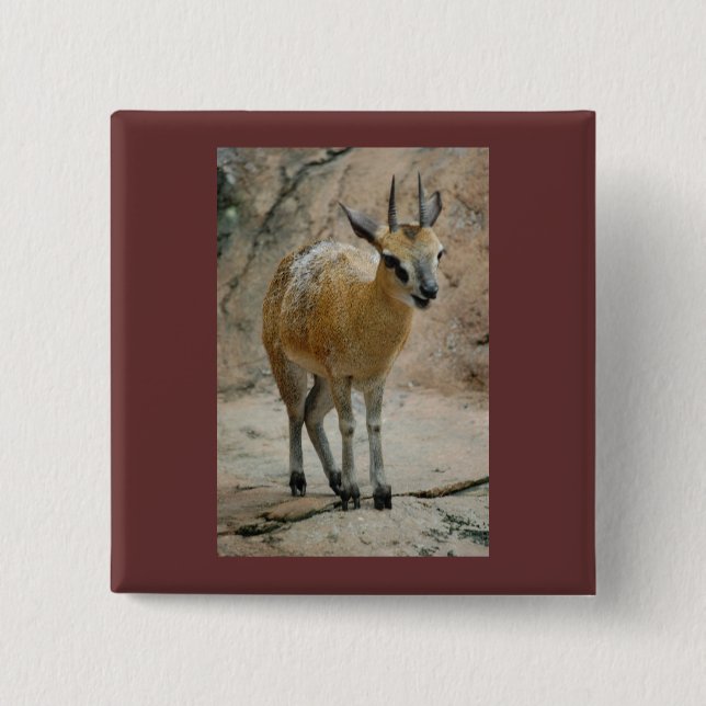 Wild Goats 2 Inch Square Button (Front)