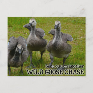 Wild Goose Chase Postcard