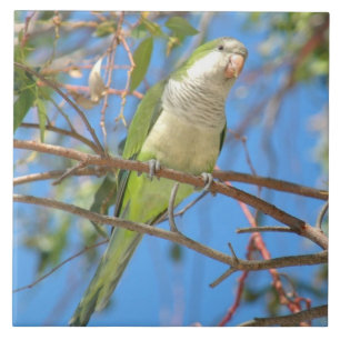 Wild green Quaker Parrot Tile