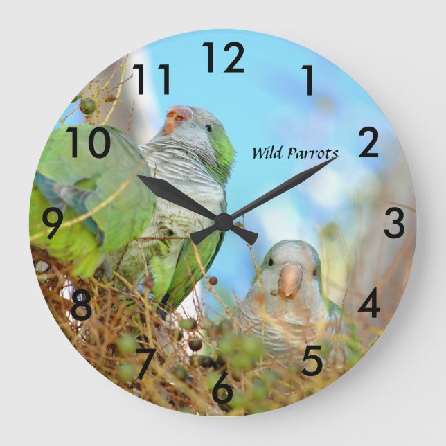 Wild green Quaker Parrots Wall Clock (Front)