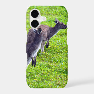 Wild Grey Australian Kangaroos,