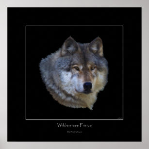 Wild Grey Wolf Art Poster