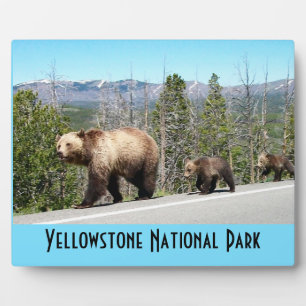 Wild Grizzly Bear Mama and Cubs in Yellowstone Plaque