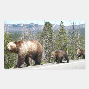 Wild Grizzly Bear Mama and Cubs in Yellowstone Sticker