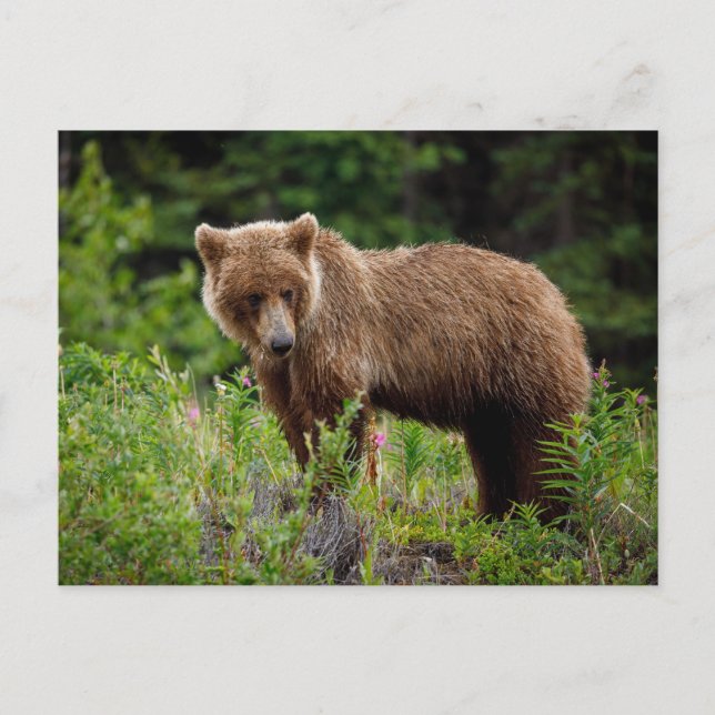 Wild grizzly bears in Alaska Postcard (Front)