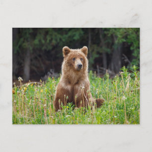 Wild grizzly bears in Alaska Postcard