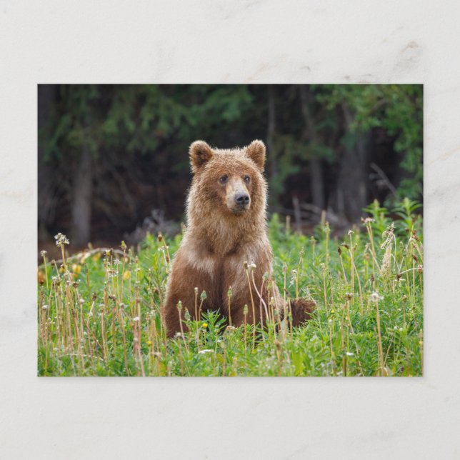 Wild grizzly bears in Alaska Postcard (Front)